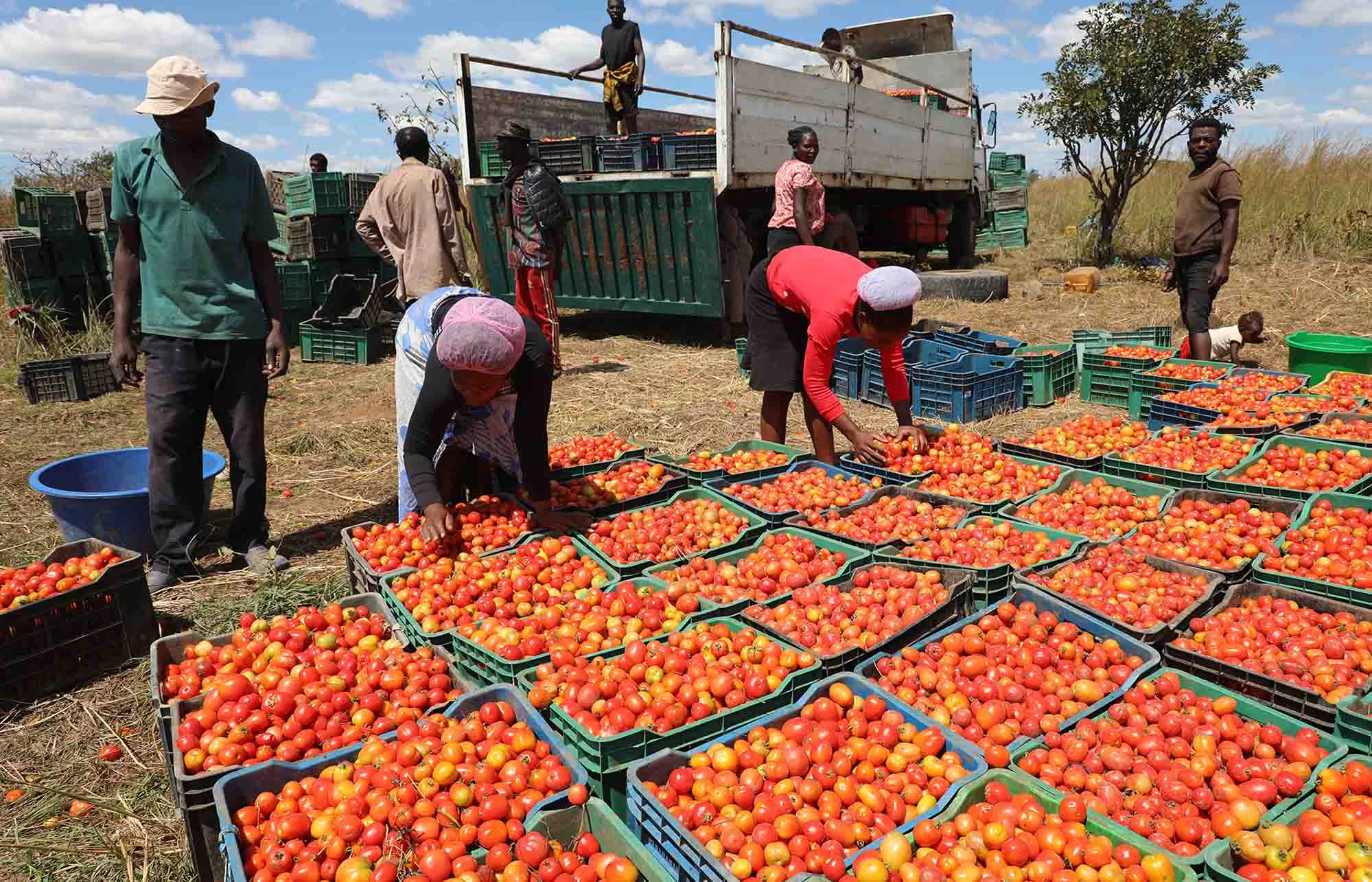 Namibe domina o mercado: Província produz 60% do tomate consumido em Angola!